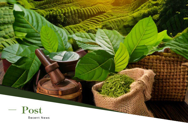Complete Guide to Exporting Kratom from Indonesia to the USA