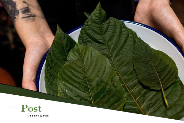 Is Kratom Safe? A Comprehensive Review of Risks and Side Effects