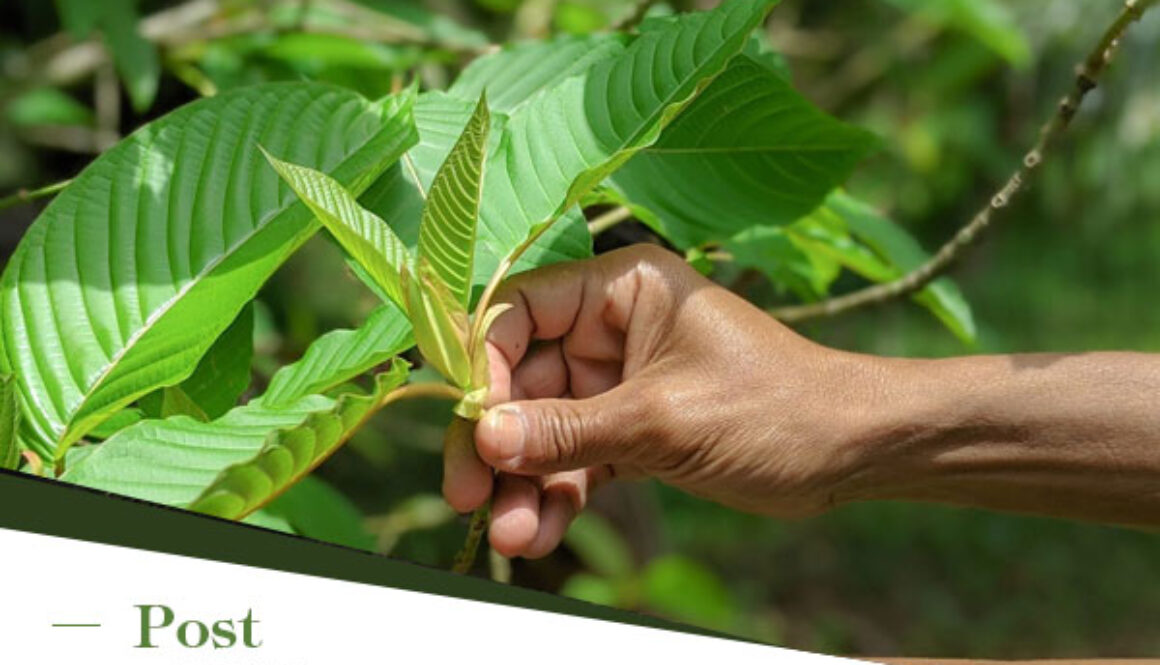 The History and Cultural Significance of Kratom (Mitragyna Speciosa)