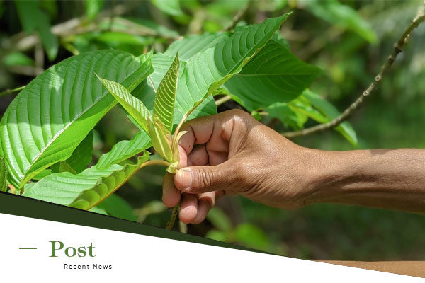 The History and Cultural Significance of Kratom (Mitragyna Speciosa)